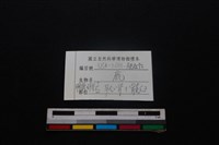 梅花鹿骨藏品圖，第3張