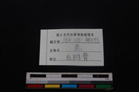 梅花鹿骨藏品圖，第4張
