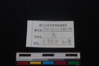 梅花鹿骨藏品圖，第3張