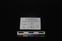 梅花鹿骨藏品圖，第4張