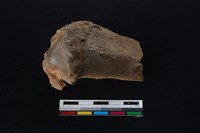 梅花鹿骨藏品圖，第1張