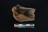 梅花鹿骨藏品圖，第2張