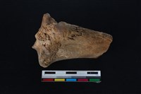 梅花鹿骨藏品圖，第3張