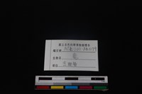 梅花鹿骨藏品圖，第3張