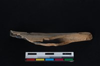 梅花鹿骨藏品圖，第1張