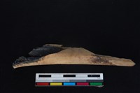 梅花鹿骨藏品圖，第2張