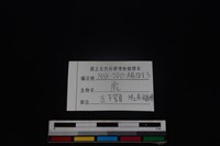 梅花鹿骨藏品圖，第4張