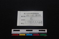 梅花鹿骨藏品圖，第4張