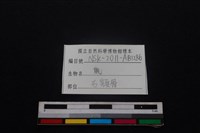 梅花鹿骨藏品圖，第3張