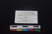 山羌骨藏品圖，第4張