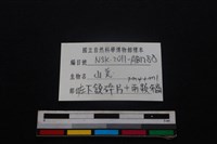 山羌骨藏品圖，第3張