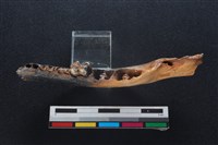 山羌骨藏品圖，第3張