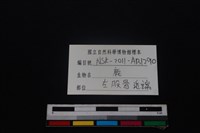 梅花鹿骨藏品圖，第3張