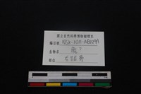 梅花鹿骨藏品圖，第3張