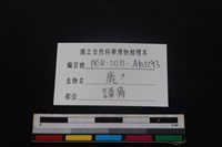 梅花鹿骨藏品圖，第3張