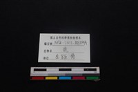 梅花鹿骨藏品圖，第3張