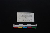 梅花鹿骨藏品圖，第3張