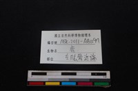 梅花鹿骨藏品圖，第3張