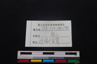 梅花鹿骨藏品圖，第3張