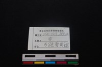 梅花鹿骨藏品圖，第3張