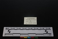 梅花鹿骨藏品圖，第3張