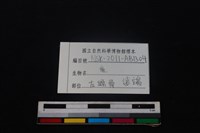 梅花鹿骨藏品圖，第3張