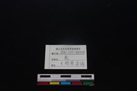 梅花鹿骨藏品圖，第3張