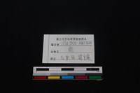 梅花鹿骨藏品圖，第3張