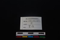 梅花鹿骨藏品圖，第3張