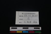梅花鹿骨藏品圖，第3張