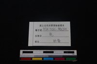 梅花鹿骨藏品圖，第3張