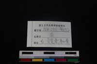 梅花鹿骨藏品圖，第3張