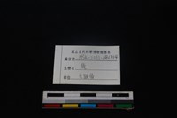 梅花鹿骨藏品圖，第4張