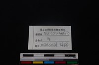 梅花鹿骨藏品圖，第3張