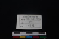 梅花鹿骨藏品圖，第3張