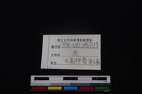 梅花鹿骨藏品圖，第3張