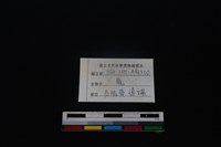 梅花鹿骨藏品圖，第4張