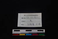 梅花鹿骨藏品圖，第3張