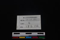 梅花鹿骨藏品圖，第3張