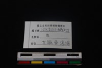 梅花鹿骨藏品圖，第3張