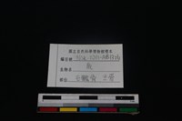 梅花鹿骨藏品圖，第3張