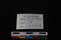 梅花鹿骨藏品圖，第3張