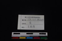 梅花鹿骨藏品圖，第3張