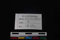 梅花鹿骨藏品圖，第4張