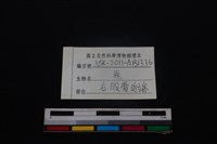 梅花鹿骨藏品圖，第3張