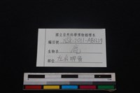 梅花鹿骨藏品圖，第3張
