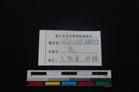 梅花鹿骨藏品圖，第3張
