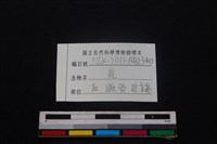 梅花鹿骨藏品圖，第3張