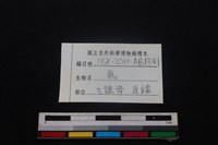 梅花鹿骨藏品圖，第3張