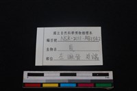 梅花鹿骨藏品圖，第3張